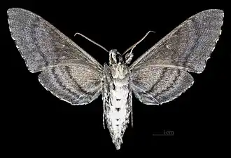 Самец, вид снизу