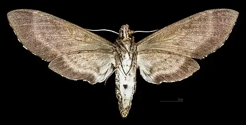 Manduca occulta  ♀ △