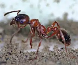 Муравей Manica rubida