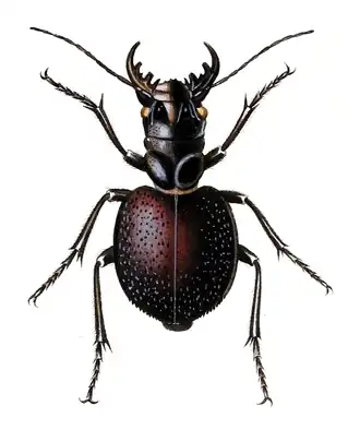 Manticora latipennis