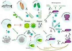 эволюция живых организмов