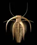 Реконструкция внешнего вида Marrella splendens