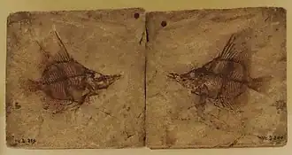 Massalongius gazolai