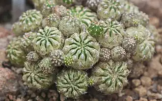 Matucana aurantiaca subsp. polzii