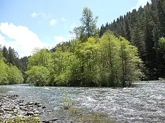 Populus angustifolia на Маккензи-ривер (Орегон)