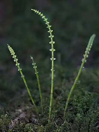 Молодые растения