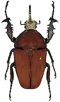 Mecynorhina ugandensis