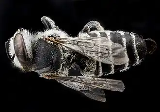 Megachile concinna
