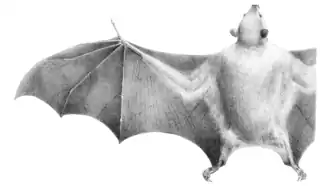 Крылан Темминка