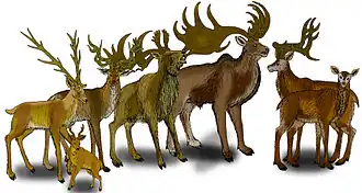 Виды гигантских оленей (слева направо): M. savini, M. cazioti, M. obscurus, M. pachyosteus, M. giganteus и M. verticornis