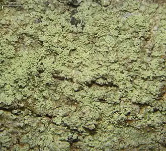 Megalospora porphyritis