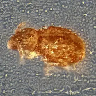 Megalothorax minimus