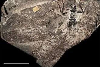 Голотип, видны голова и переднегрудь, которые на самом деле были выцарапаны в материнской породе и являются артефактами.