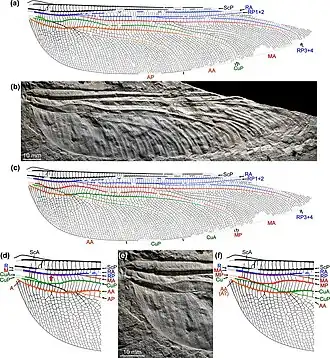 Крыло Megatypus schucherti, голотип