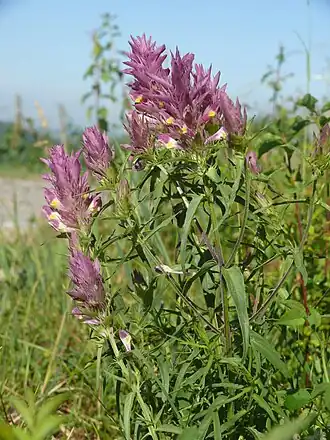 Общий вид растения, Германия