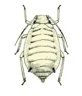 Melanaphis sacchari