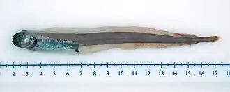 Melanostigma atlanticum