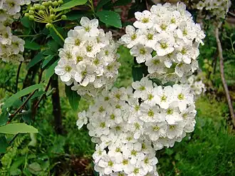 Спирея Вангутта