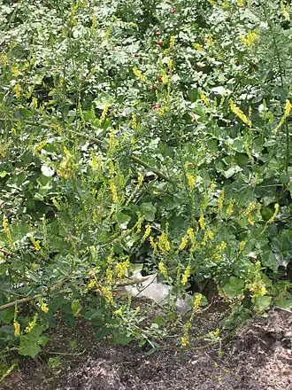 Донник лекарственный