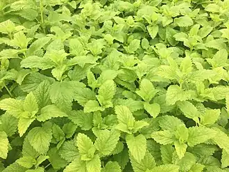 Молодые побеги мелиссы лимонной в ботаническом саду УБК
