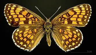 ♀