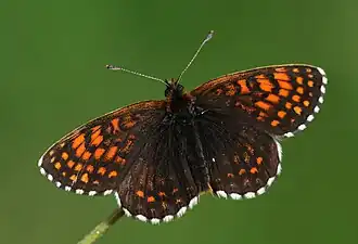 Шашечница кавказская