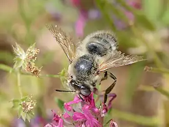 Самец пчелы рода Melitturga
