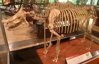 Скелет самца