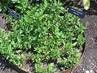 Мята gracilis и мята rotundifolia: стальное кольцо служит для контроля распространения растения.