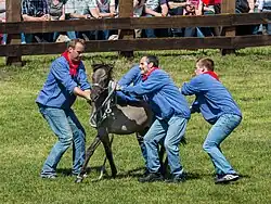 Шоу Wildpferdefang в 2014 году