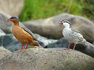 Самка слева, самец справа