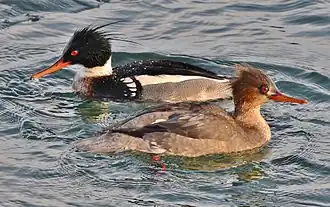 Самец и самка