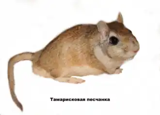 Тамарисковая песчанка