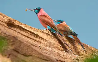 Нубийская щурка