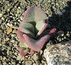 Молодой побег