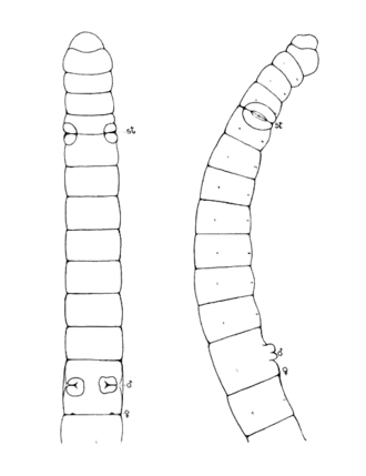 Передние сегменты тела
