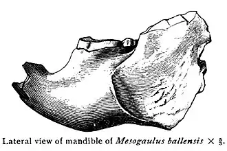 Нижняя челюсть Mesogaulus ballensis
