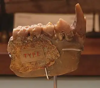 Фрагмент нижней челюсти, типовой образец