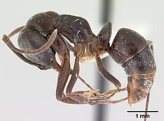 Mesoponera melanaria