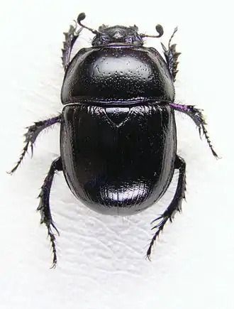 Лесной навозник (Anoplotrupes stercorosus)