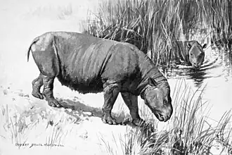 Реконструкция  Metamynodon planifrons