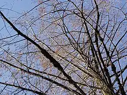 Крона старейшей на Черноморском побережье метасеквойи