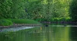 Нижнее течение Кунды летом 2008 года