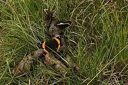 Antanartia schaeneia