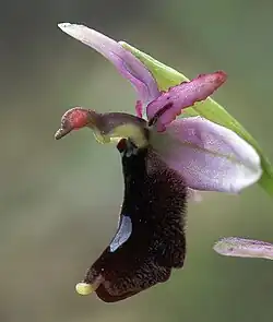 Ophrys bertolonii balaerica