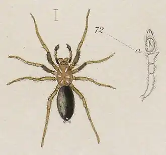 Micaria pulicaria, самец