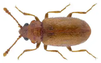 Micrambe ulicis