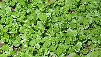 Микрантемум тенелюбивый