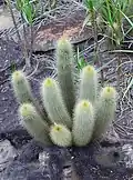 Micranthocereus auri-azureus