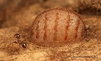 Личинка Microdon